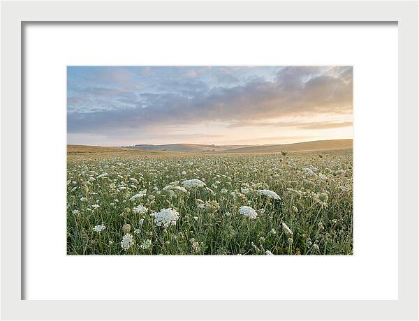 Field Of Queen Annes Lace
