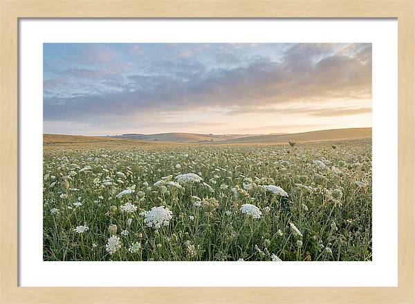 Field Of Queen Annes Lace