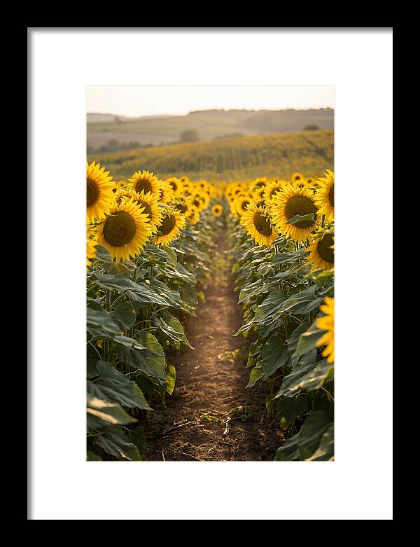 Field Of Radiant Sunflowers