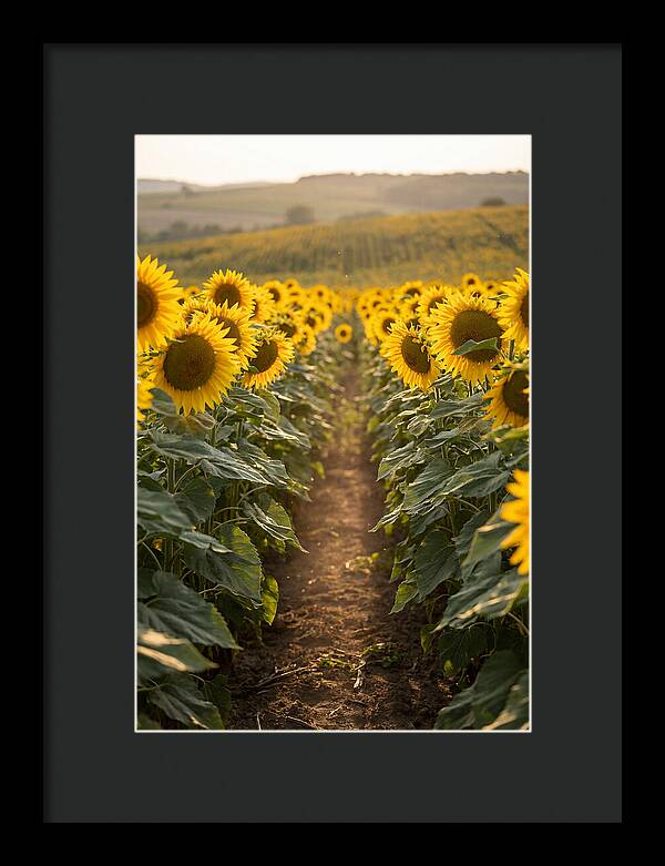 Field Of Radiant Sunflowers