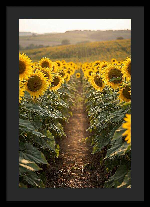 Field Of Radiant Sunflowers