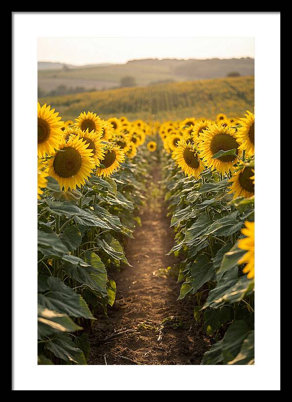 Field Of Radiant Sunflowers