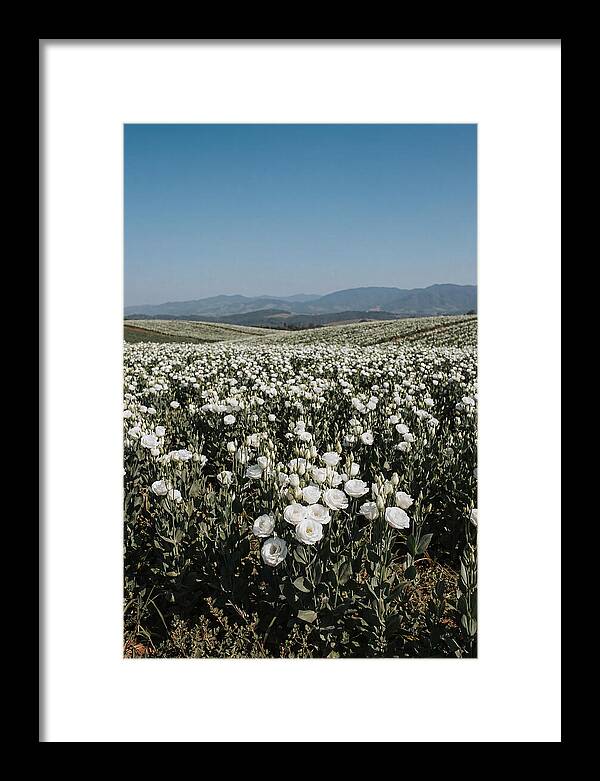 Field Of White Lisianthus Blooms