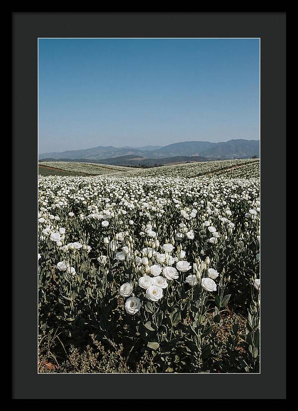 Field Of White Lisianthus Blooms
