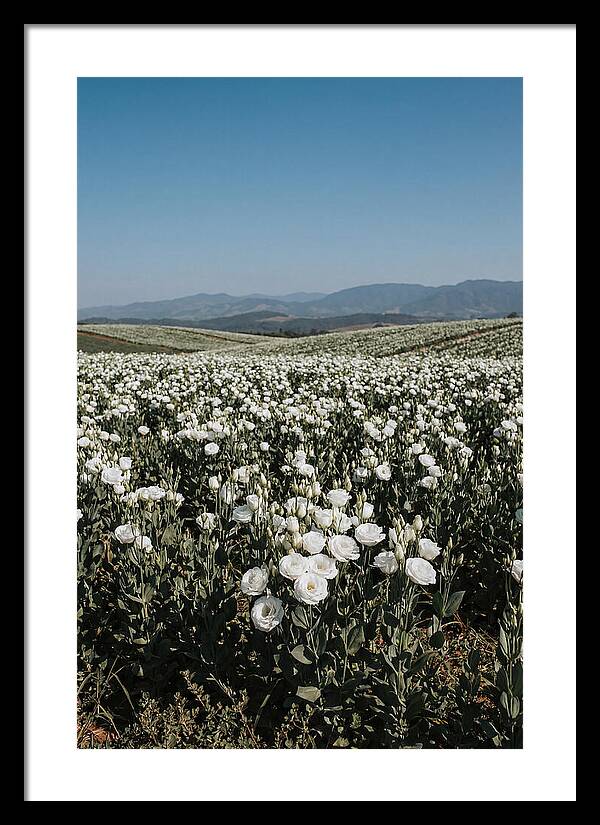 Field Of White Lisianthus Blooms