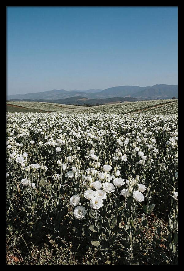 Field Of White Lisianthus Blooms