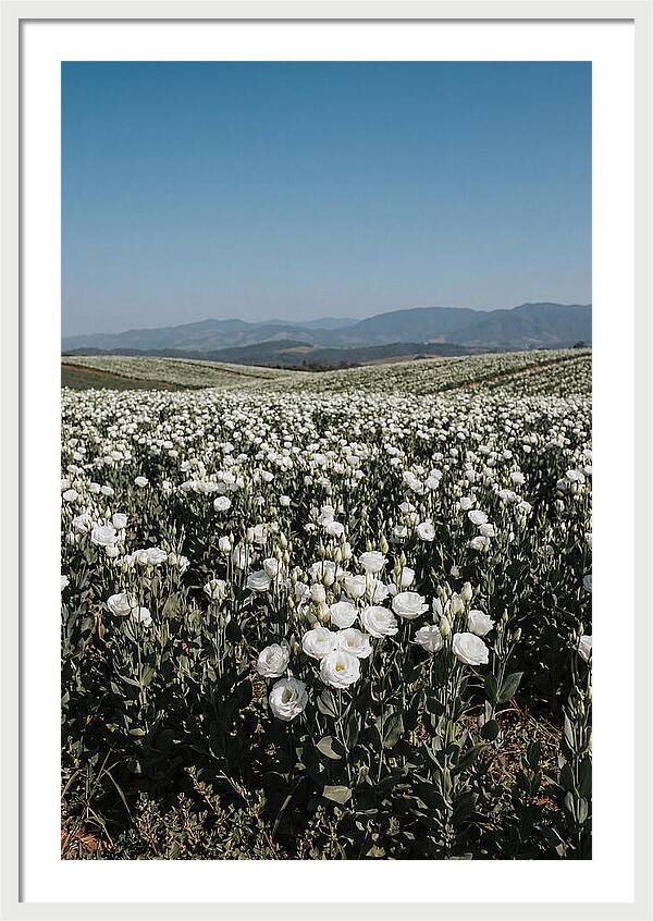 Field Of White Lisianthus Blooms