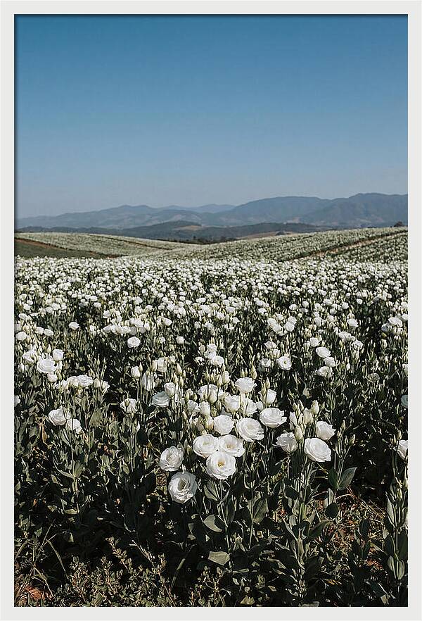 Field Of White Lisianthus Blooms