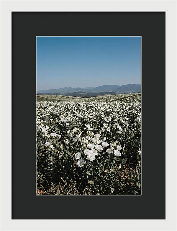 Field Of White Lisianthus Blooms