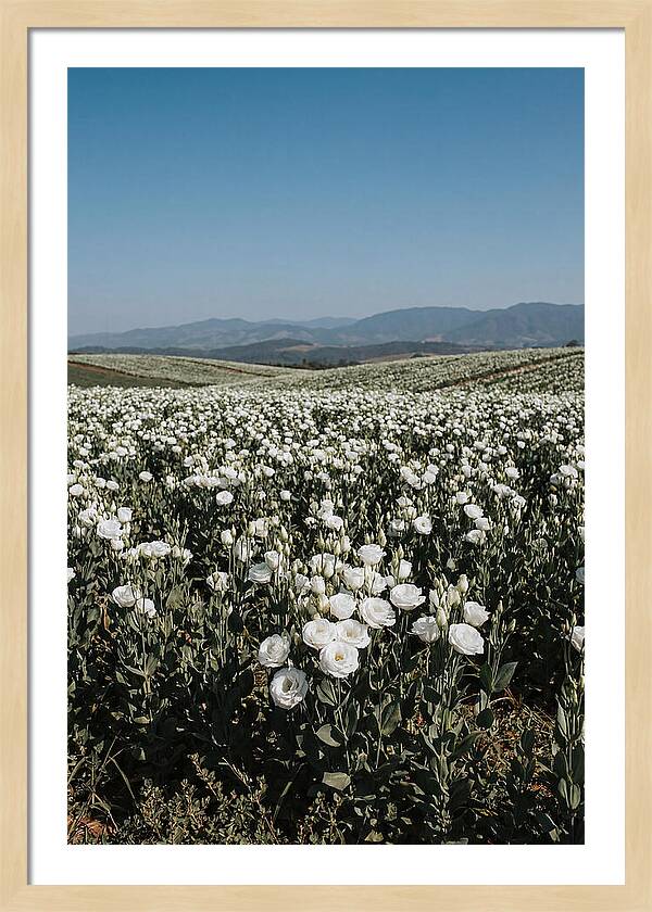 Field Of White Lisianthus Blooms