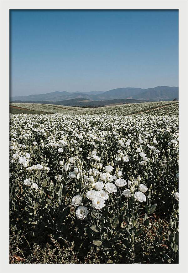Field Of White Lisianthus Blooms