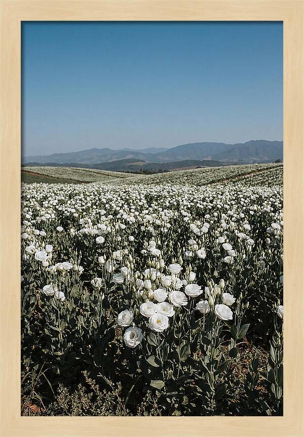 Field Of White Lisianthus Blooms