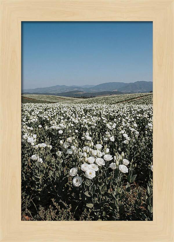 Field Of White Lisianthus Blooms