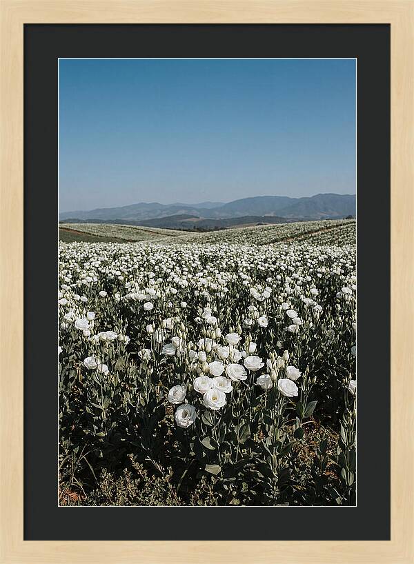 Field Of White Lisianthus Blooms