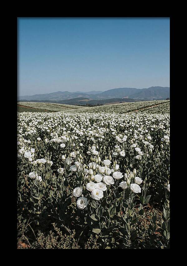 Field Of White Lisianthus Blooms