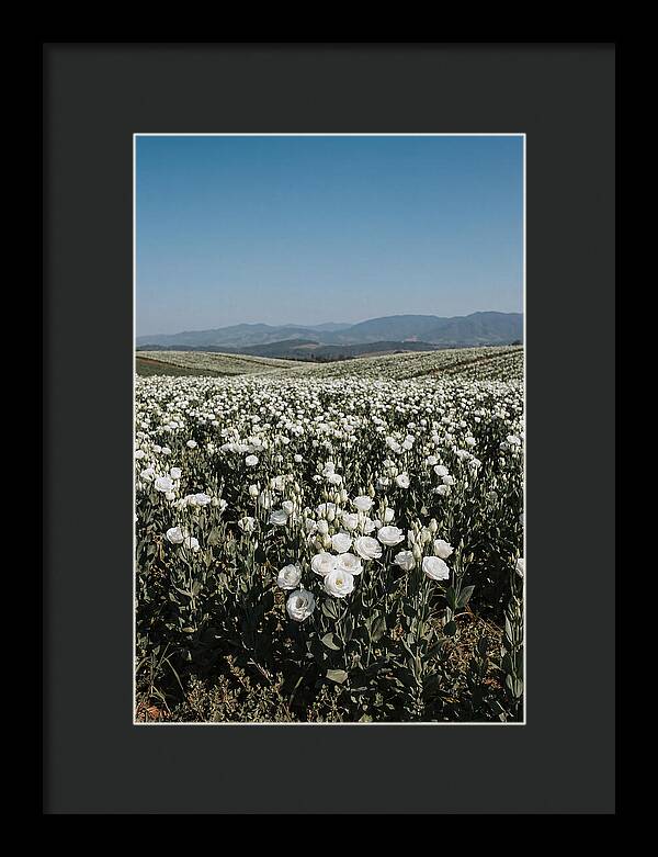 Field Of White Lisianthus Blooms