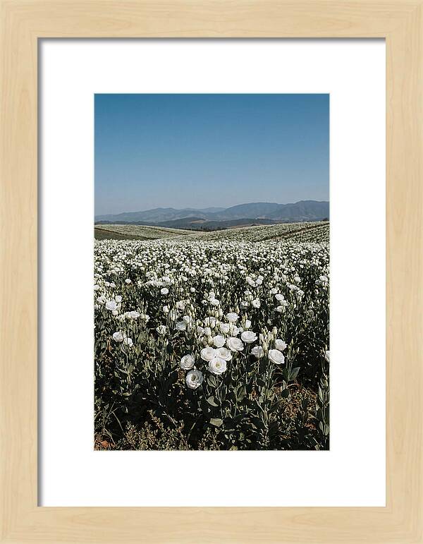 Field Of White Lisianthus Blooms