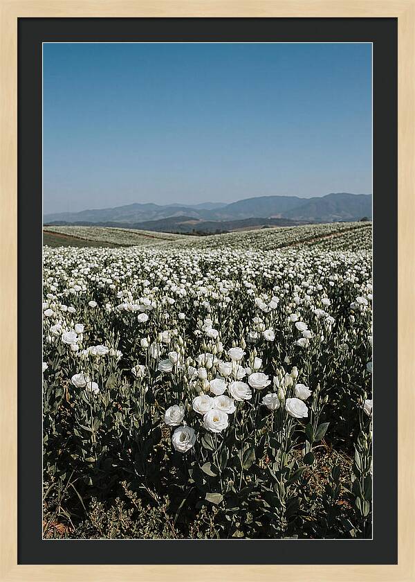 Field Of White Lisianthus Blooms