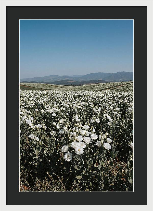 Field Of White Lisianthus Blooms