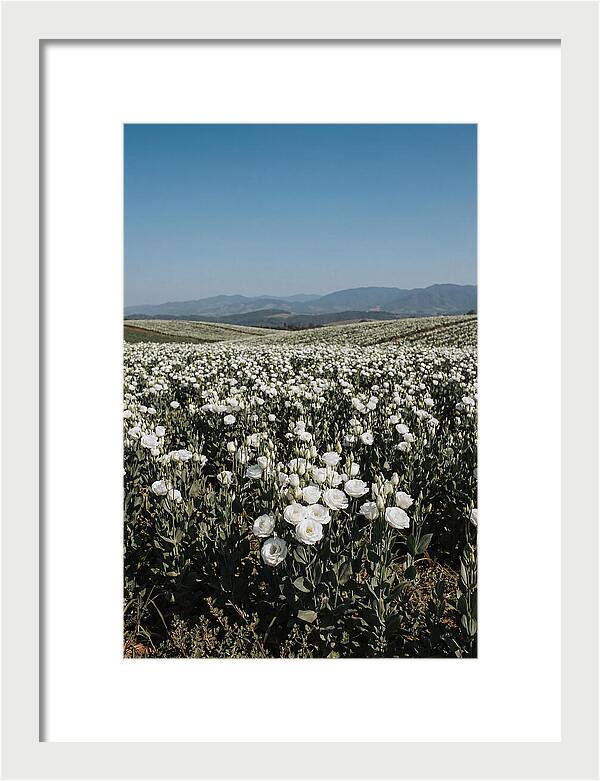 Field Of White Lisianthus Blooms