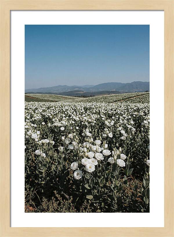 Field Of White Lisianthus Blooms