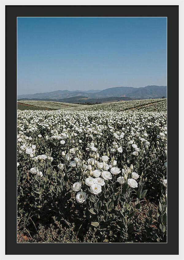 Field Of White Lisianthus Blooms