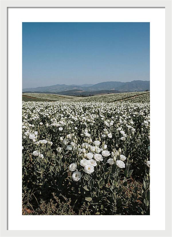 Field Of White Lisianthus Blooms