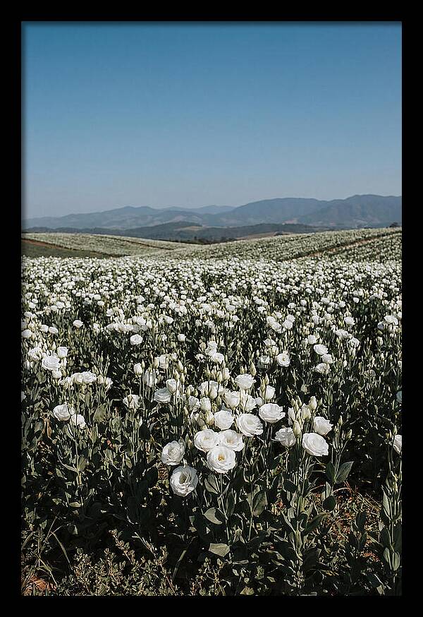 Field Of White Lisianthus Blooms