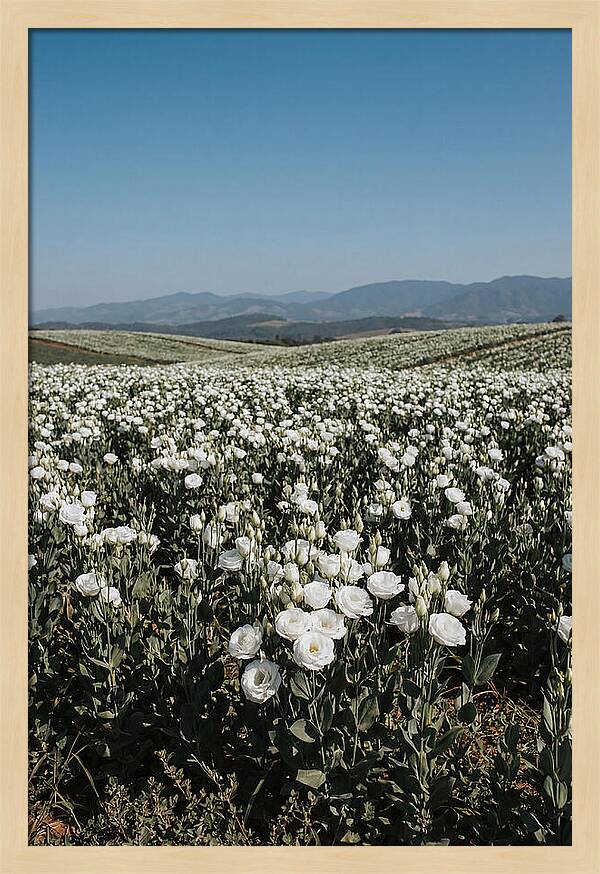 Field Of White Lisianthus Blooms