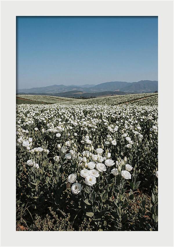 Field Of White Lisianthus Blooms