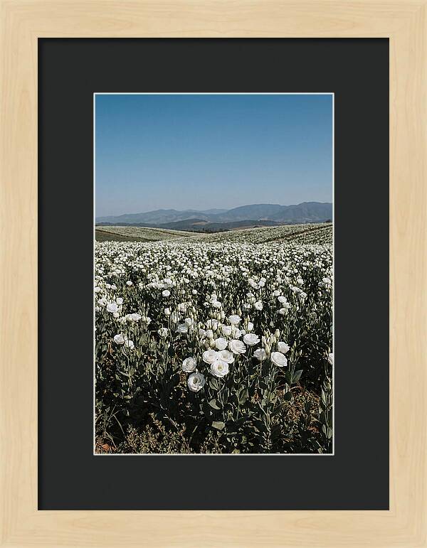 Field Of White Lisianthus Blooms