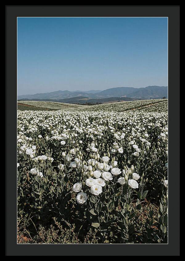 Field Of White Lisianthus Blooms