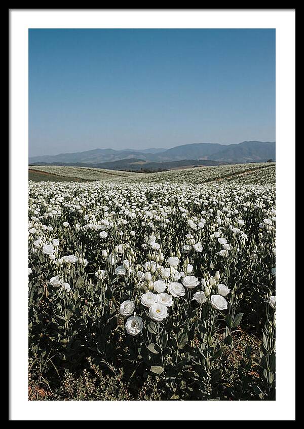 Field Of White Lisianthus Blooms