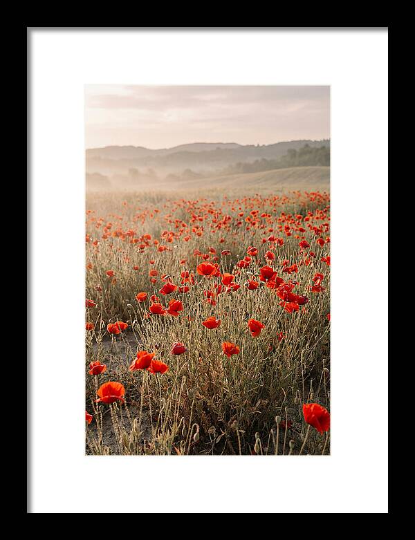 Field Of Wild Poppies