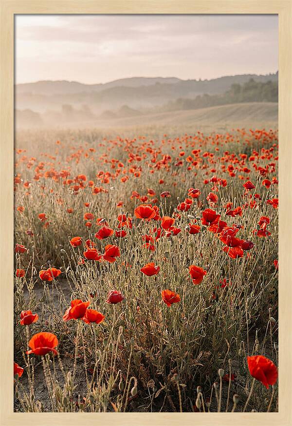Field Of Wild Poppies
