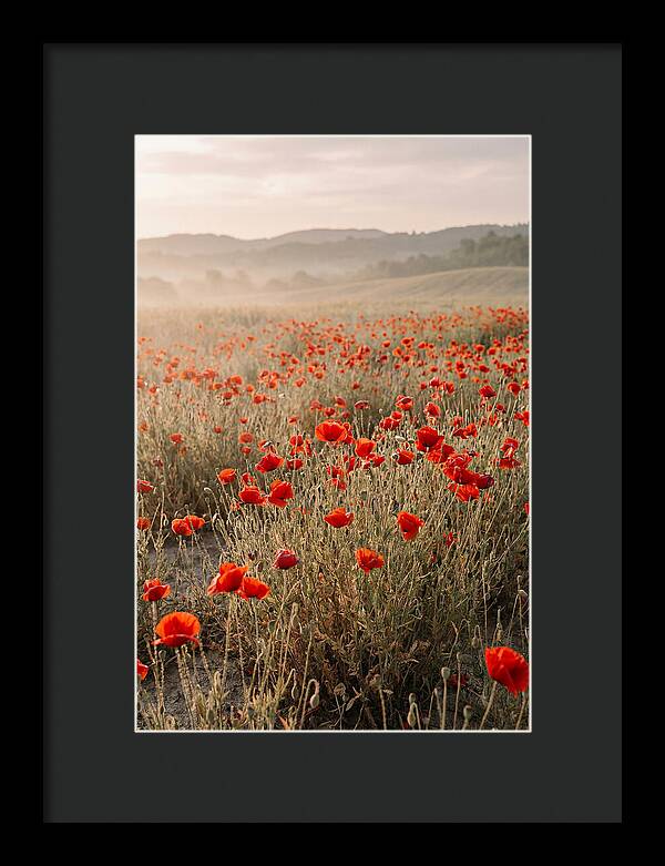Field Of Wild Poppies
