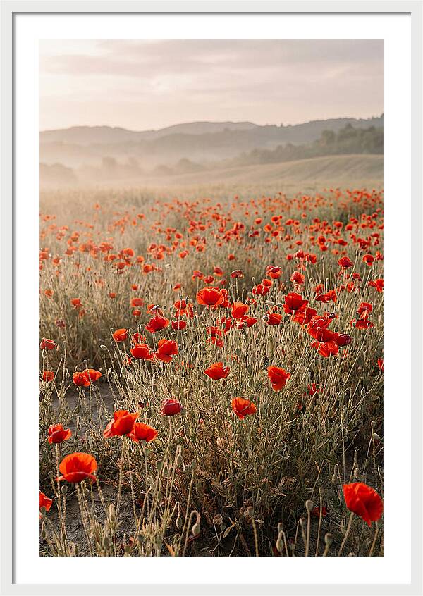 Field Of Wild Poppies