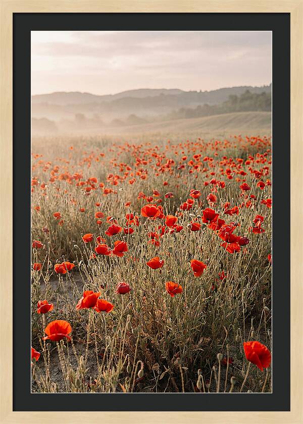 Field Of Wild Poppies