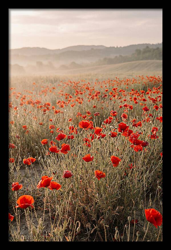 Field Of Wild Poppies