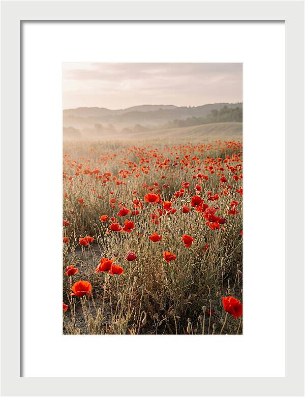 Field Of Wild Poppies