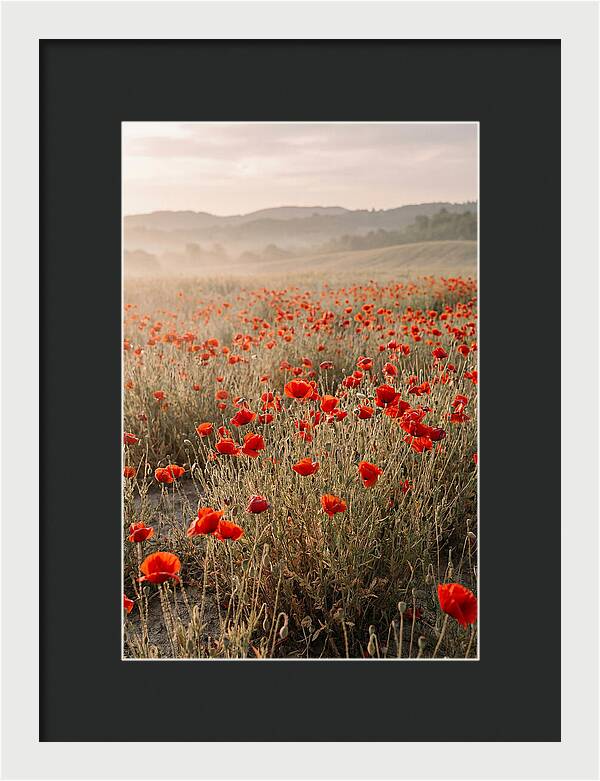 Field Of Wild Poppies