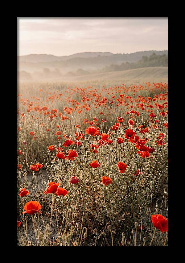 Field Of Wild Poppies