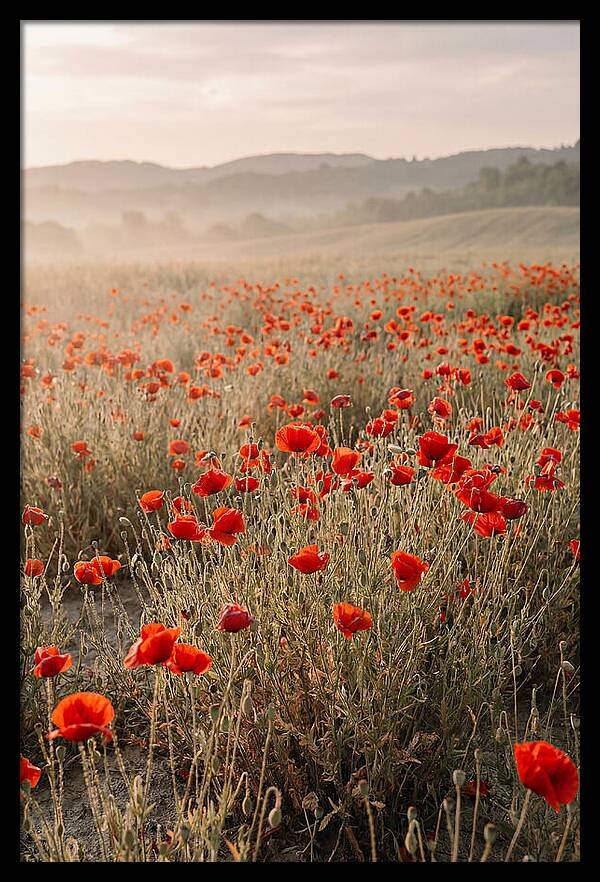 Field Of Wild Poppies