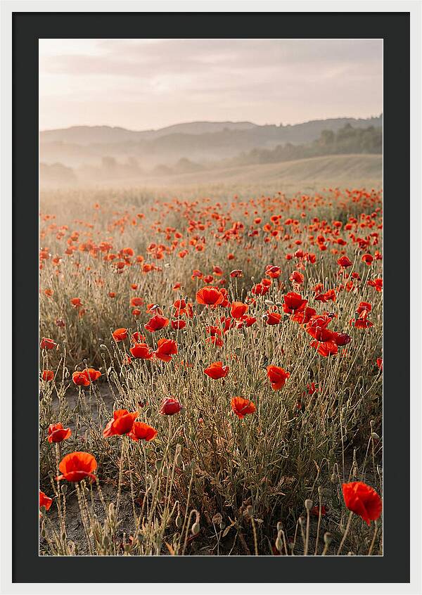 Field Of Wild Poppies
