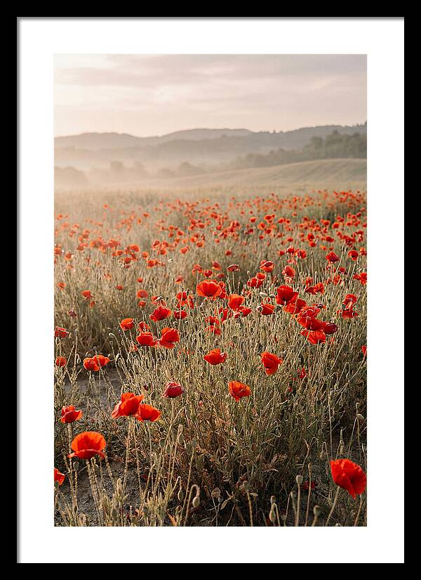 Field Of Wild Poppies
