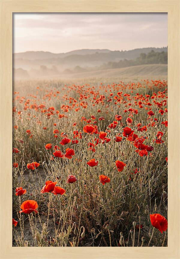 Field Of Wild Poppies