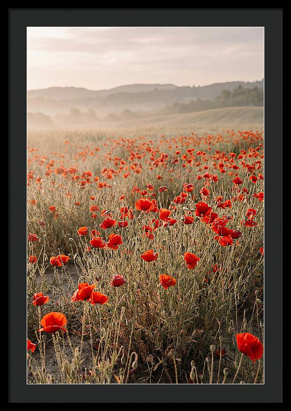 Field Of Wild Poppies