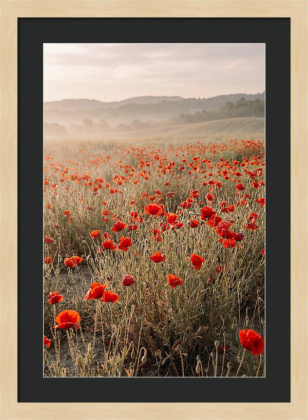 Field Of Wild Poppies