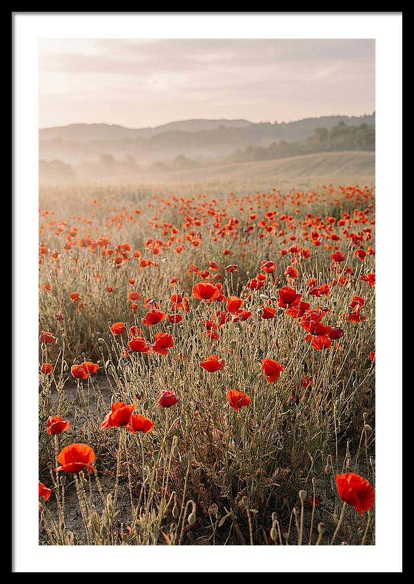 Field Of Wild Poppies