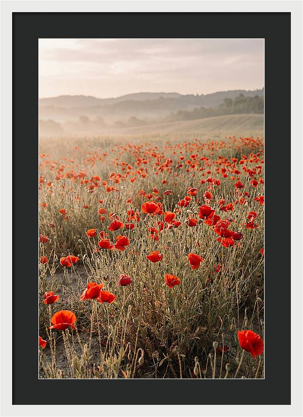 Field Of Wild Poppies